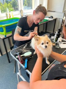 Hundefriseur, Hundefrisör, Hundefriseurin, Tierfriseur